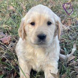 Purple Boy - Golden male Golden Retriever puppy in Mount Carmel, Tennessee from HS Goldens