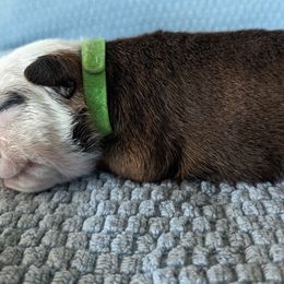 Boy 3 - Red Bulldog puppy in Forsyth, Georgia from Evangeline Bulldogs