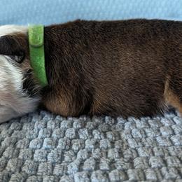 Boy 3 - Red Bulldog puppy in Forsyth, Georgia from Evangeline Bulldogs