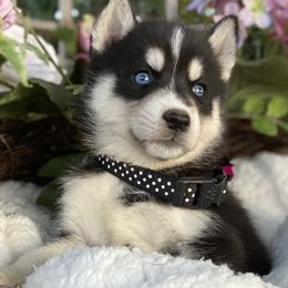 French Bulldogs and Siberian Huskies from EvergreenEliteKennel