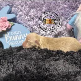 F1 cream red - Cream female Dachshund puppy in Carthage, Texas from Rafter C Ranch Doxies