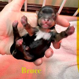 Bruce - Black and tan male Yorkshire Terrier puppy in Ashland, Kentucky from Yorkie Paw