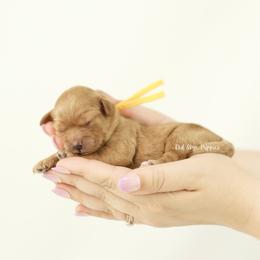 Yellow Collar Girl - Apricot female Cavapoo puppy in Republic, Missouri from Red Skye Puppies