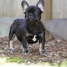 Black and tan - Black and tan French Bulldog puppy in Battle Ground, Washington from Ferguson's Bulldogs
