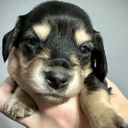 Minnie - Black and cream Dachshund puppy in Alva, Florida from Salty C's Dachshunds