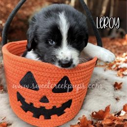 Leroy - White and black male Newfoundland puppy in Cambridge, Ohio from Sweet Creek Pups