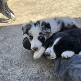 Border Collie Puppies from Roaring River Border Collies