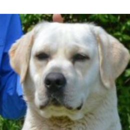 Charley - Labrador Retriever