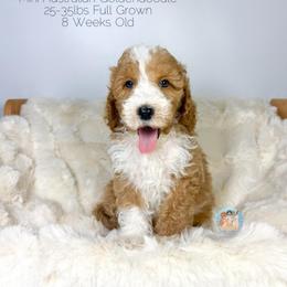 Robert - Golden male Double Doodle puppy in Southwest Ranches, Florida from Dandy Doodle Ranch