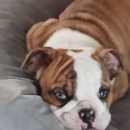 Bulldogs from Dazzle's Bulldogs