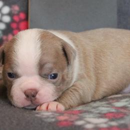 Boston Terriers from Vega Kennels