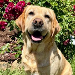 Rox - Labrador Retriever
