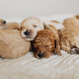 Goldendoodle Puppies from Pitter Patter Puppies