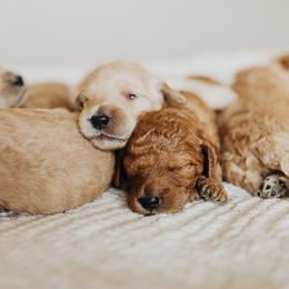 Goldendoodle Puppies from Pitter Patter Puppies