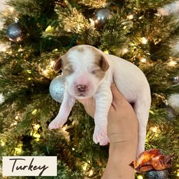 Turkey - Parti male Goldendoodle puppy in Aubrey, Texas from The Parrish Doods