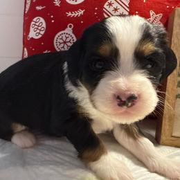 Boy 2 - Tri-color male Bernedoodle puppy in Perryville, Maryland from Heavenly Heritage Dachshunds and Doods