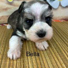Bella - Parti female Miniature Schnauzer puppy in Sylvania, Georgia from Southern Sky Miniature Schnauzers
