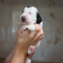 Spotty - Black and white male English Cocker Spaniel puppy in New Mexico from HighBrassGunDogs