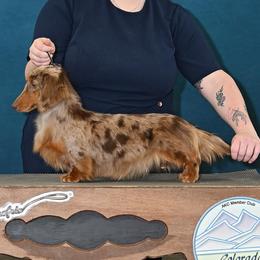 Lou - Dachshund