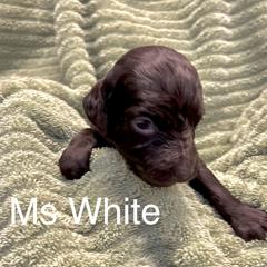Boykin Spaniel Puppies from Taensas Boykins