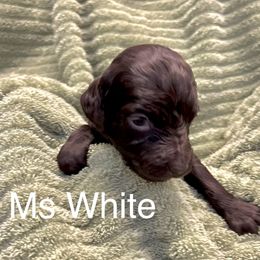 Boykin Spaniel Puppies from Taensas Boykins
