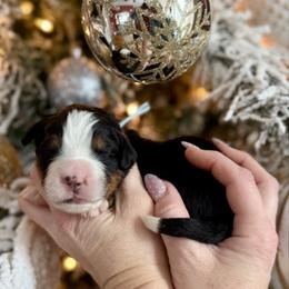 Baby blue - Black rust and white male Bernese Mountain Dog puppy in Altura, Minnesota from Bluffside Berners