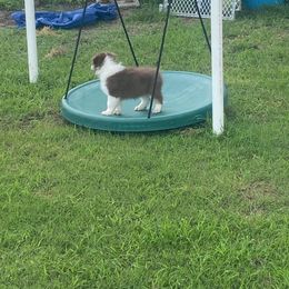 Australian Shepherd Puppies from Double BarH