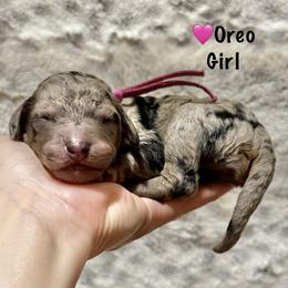 Oreo- Pink Collar - Merle female Goldendoodle puppy in Bay City, Texas from Charming Doods
