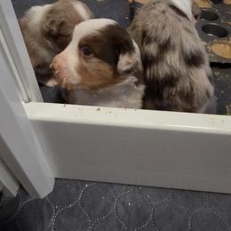 Miniature American Shepherd Puppies from Azure Miniature American Shepherds