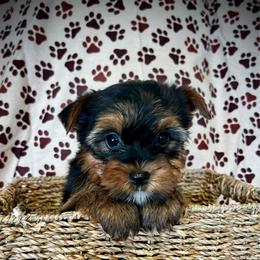 Anubis - Black and tan male Yorkshire Terrier puppy in San Antonio, Texas from CISCOK9