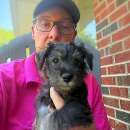 Gray Collar Boy - Salt and pepper male Miniature Schnauzer puppy in Kansas City, Kansas from Daniel Morlan