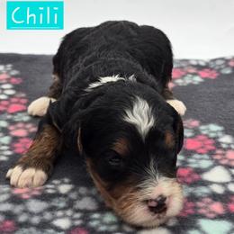 Chili - Tri-color female Bernedoodle puppy in Neillsville, Wisconsin from Granton Creek