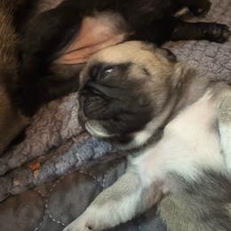 Cooper - Fawn male Pug puppy in Olivia, Minnesota from Holland Pugs