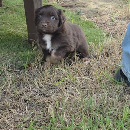 Phantom - Red tri male Miniature Australian Shepherd puppy in Haslet, Texas from Silver Lining Aussies