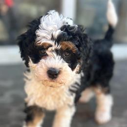 Wayne - Tri-color male Bernedoodle puppy in Lincoln, Nebraska from GRand Doodles