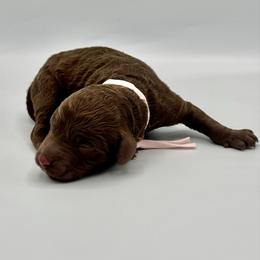 Muffin - Chocolate female Goldendoodle puppy in Pulaski, Tennessee from Doodle My Heart