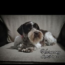 Harmony - Parti female Miniature Schnauzer puppy in Bloomington, California from Michael's Minis