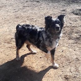 Lilly - Australian Shepherd