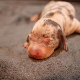 Bram - Dapple male Dachshund puppy in Blanchard, Oklahoma from Dusty Road Doxies