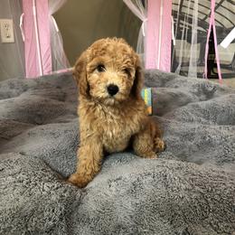 Cavalier King Charles Spaniel, Cavapoochon, and Goldendoodle Puppies from Timshell Farm: Specialty Crossbreed Puppies