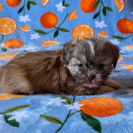 Herbie - Blue Collar - Liver and white male Shih Tzu puppy in Troy, Ohio from Ever After Tails