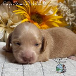 Birch - Red male Dachshund puppy in Fayetteville, West Virginia from Loop Creek Dachshunds