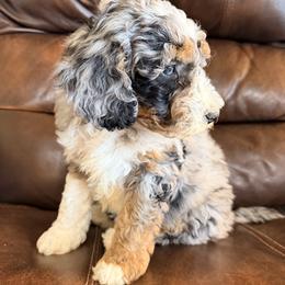Paisley (4,800) - Merle female Bernedoodle puppy in Grandview, Texas from Big Sky Bernedoodles