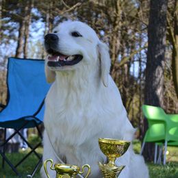 DeeDee - Golden Retriever