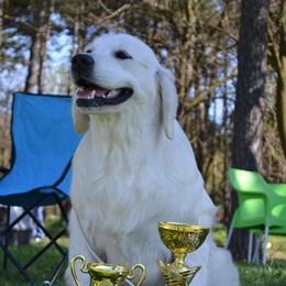 DeeDee - Golden Retriever