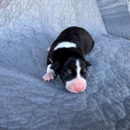 Boy 1 - Tri-color male Border Collie puppy in Centerville, Washington from Forthright Farms