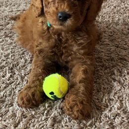 Aussiedoodle and Goldendoodle Puppies from Mackedoodles