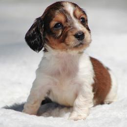 Dachshund Puppies from Tygart Creek Dachshunds