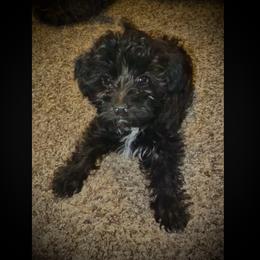 Vador - Black male Morkie puppy in Aliquippa, Pennsylvania from The Morkie Mom