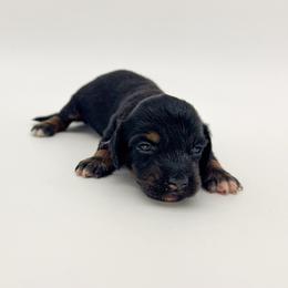 Violet - Black and tan female Dachshund puppy in Waddell, Arizona from Neu Doxies